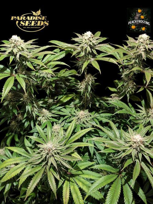 Peach Frosting - Paradise Seeds -Organic. Week 11