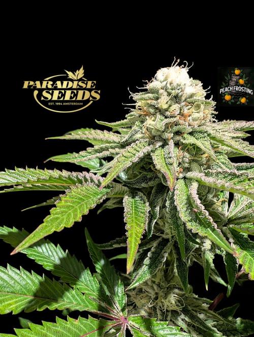 Peach Frosting - Paradise Seeds -Organic. Week 11