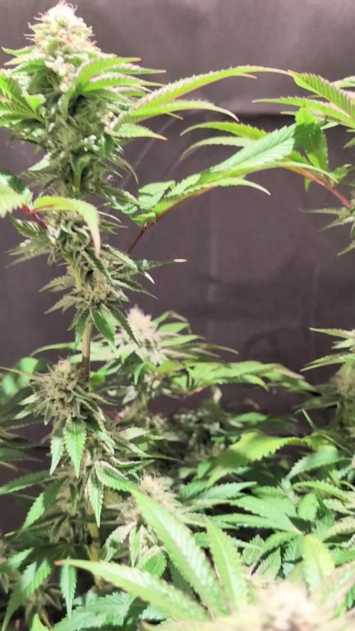 Peach Frosting - Paradise Seeds -Organic