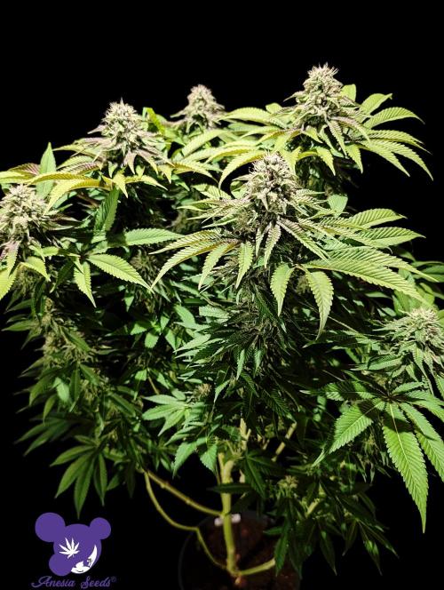 Sleepy Joe - Anesia Seeds - Organic Grow. Week 11