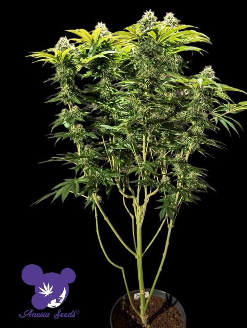 Sleepy Joe - Anesia Seeds - Organic Grow. Week 11