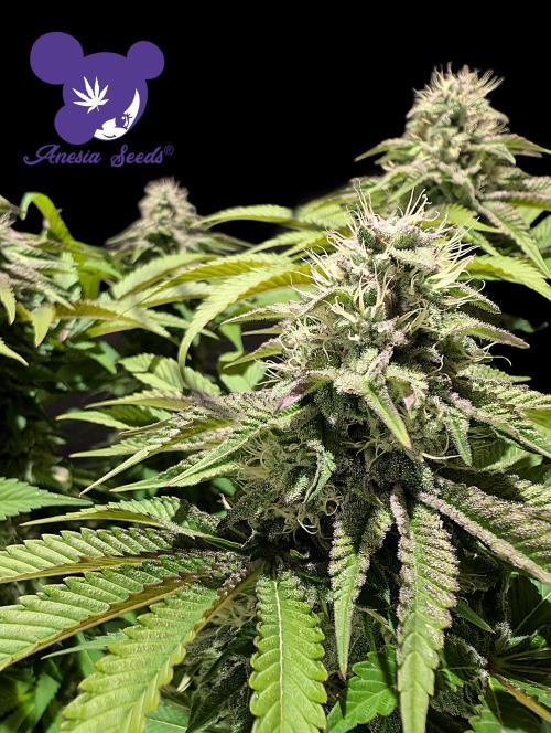 Sleepy Joe - Anesia Seeds - Organic Grow. Week 11