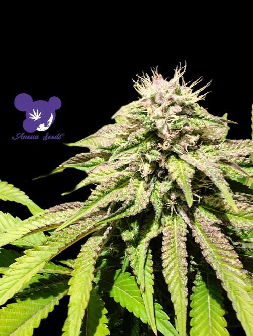 Sleepy Joe - Anesia Seeds - Organic Grow. Week 11