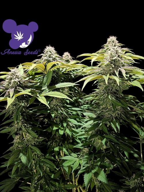 Sleepy Joe - Anesia Seeds - Organic Grow. Week 11