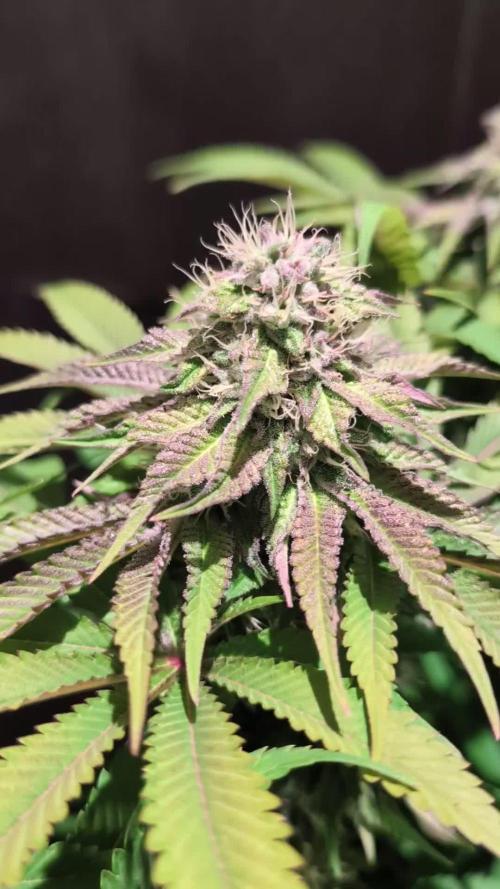 Sleepy Joe - Anesia Seeds - Organic Grow