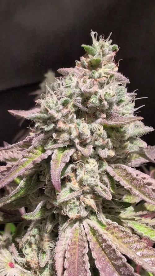 Pink Sunset #2 - Silent Seeds - Organic