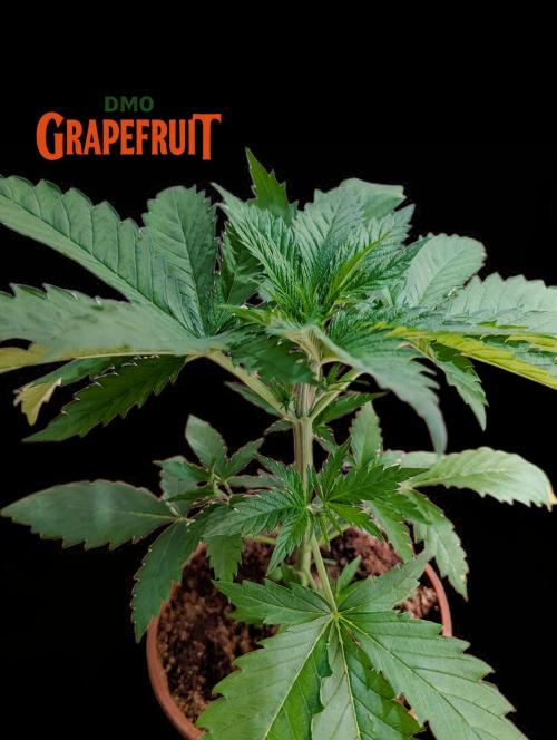DMO Grapefruit #2 - Good Times Genetics. Week 3