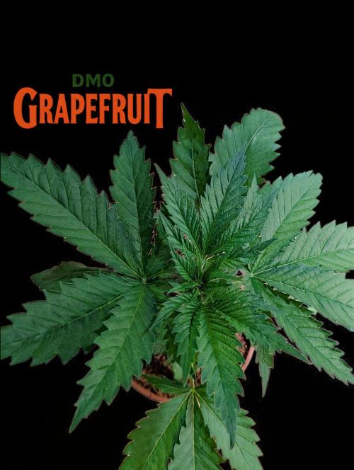 DMO Grapefruit #2 - Good Times Genetics. Week 3