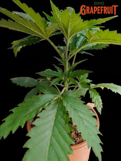 DMO Grapefruit #2 - Good Times Genetics. Week 3