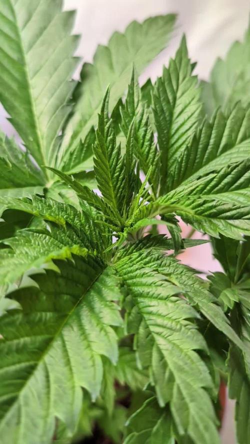 DMO Grapefruit #2 - Good Times Genetics