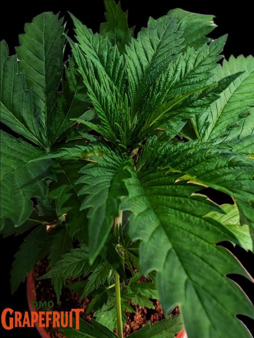 DMO Grapefruit #2 - Good Times Genetics. Week 3