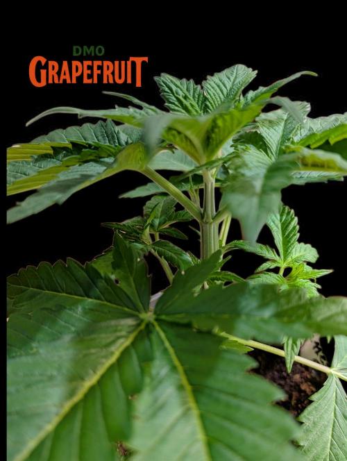 DMO Grapefruit #1 - Good Times Genetics. Week 3