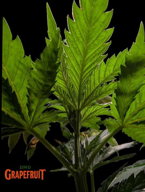 DMO Grapefruit #1 - Good Times Genetics. Week 3