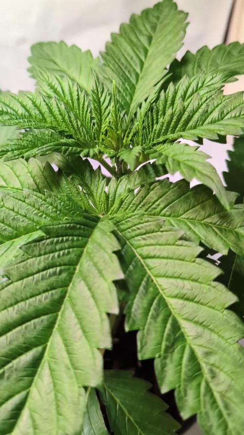 DMO Grapefruit #1 - Good Times Genetics