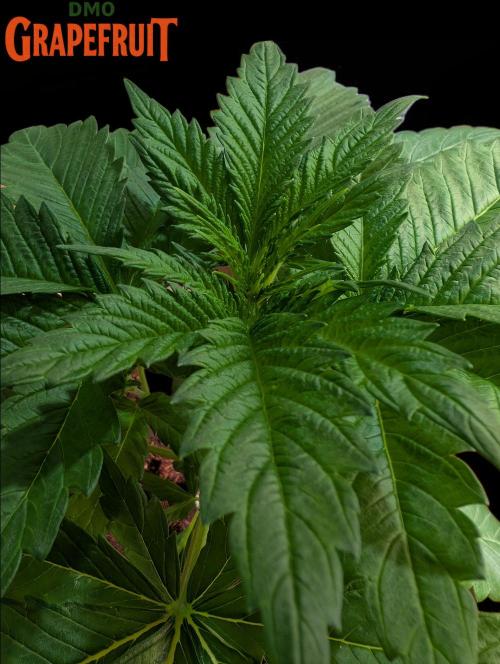 DMO Grapefruit #1 - Good Times Genetics. Week 3