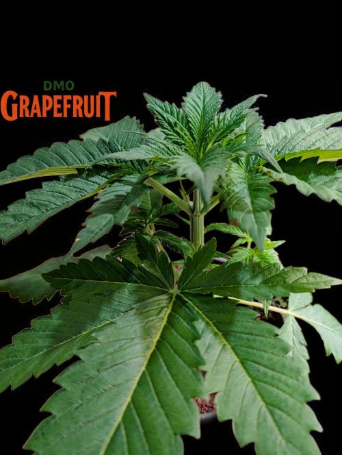 DMO Grapefruit #1 - Good Times Genetics. Week 3