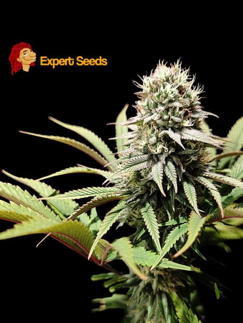 GG#4 Regular - Expert Seeds. Week 12