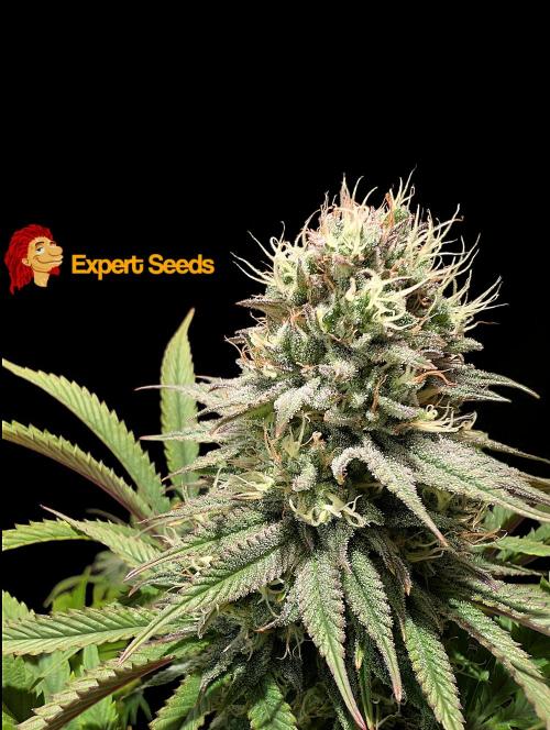 GG#4 Regular - Expert Seeds. Week 12