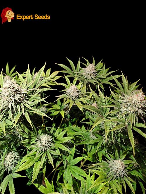 GG#4 Regular - Expert Seeds. Week 12