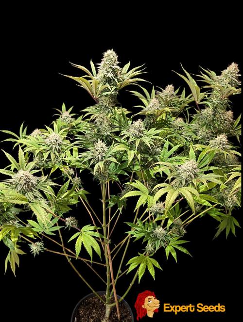 GG#4 Regular - Expert Seeds. Week 12