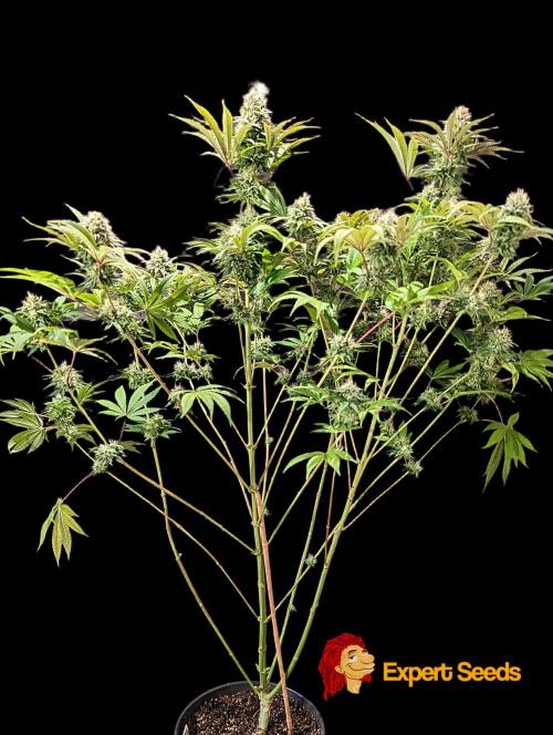 GG#4 Regular - Expert Seeds. Week 12