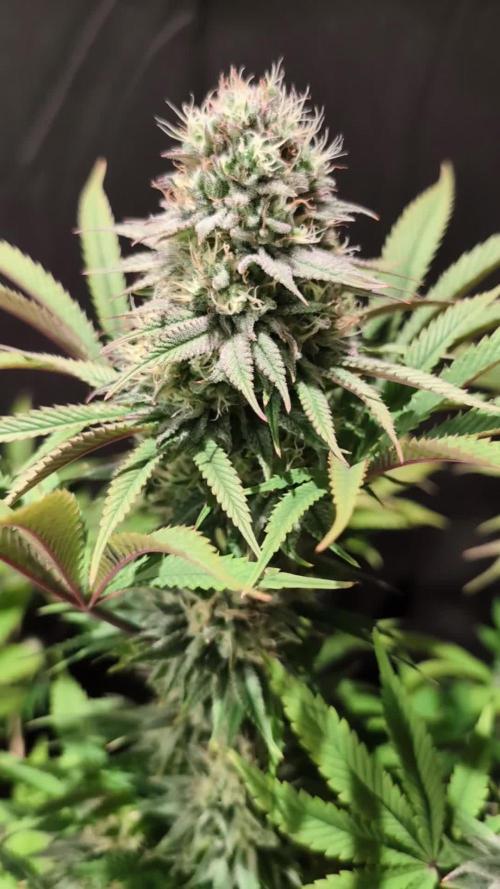 GG#4 Regular - Expert Seeds