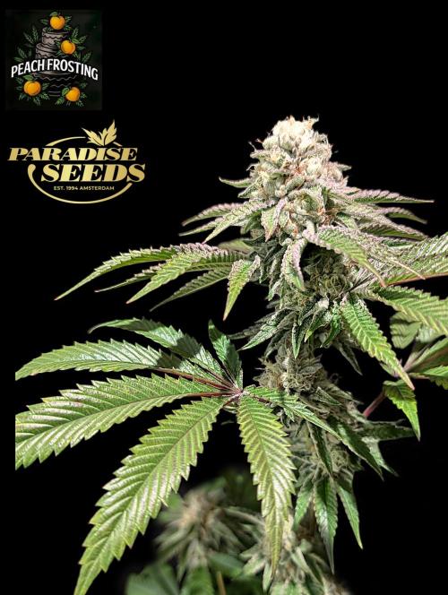 Peach Frosting - Paradise Seeds -Organic. Week 12