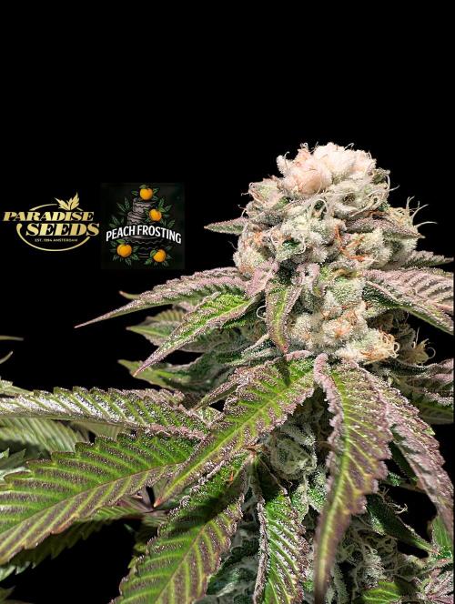 Peach Frosting - Paradise Seeds -Organic. Week 12