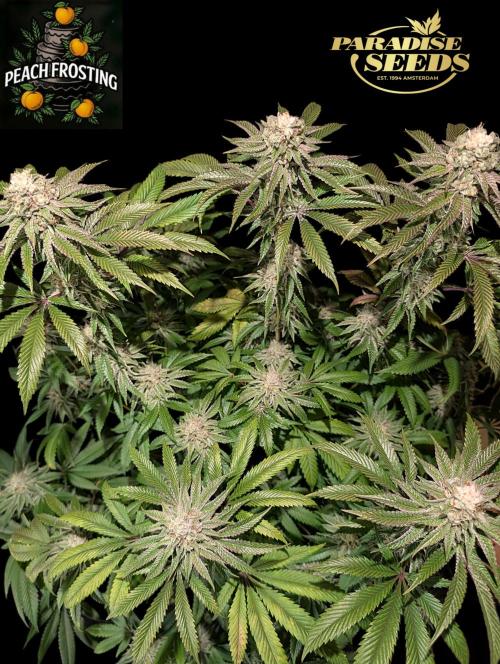 Peach Frosting - Paradise Seeds -Organic. Week 12