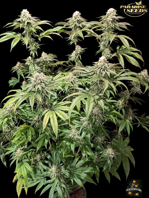 Peach Frosting - Paradise Seeds -Organic. Week 12