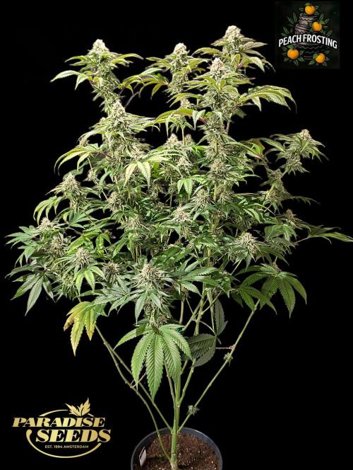 Peach Frosting - Paradise Seeds -Organic. Week 12