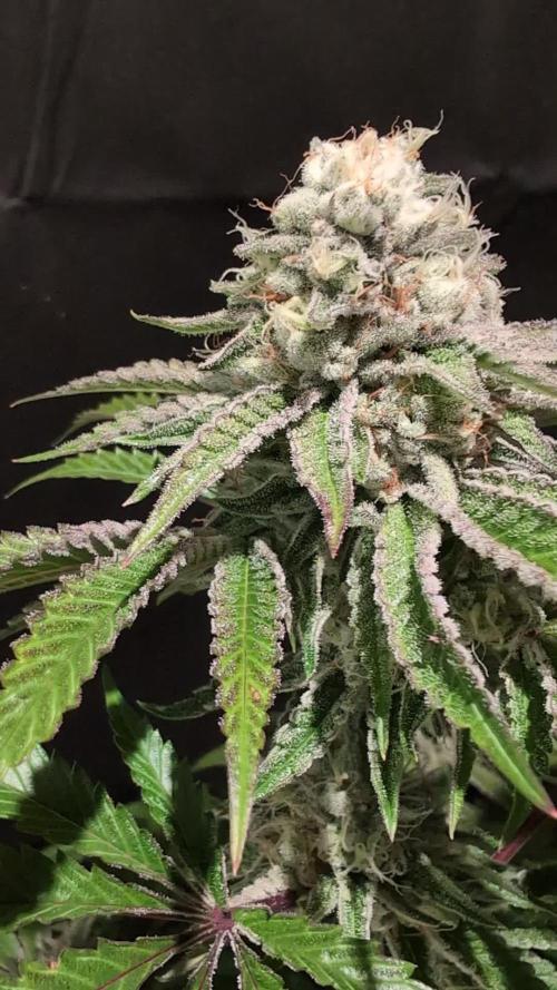 Peach Frosting - Paradise Seeds -Organic