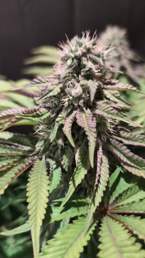 Sleepy Joe - Anesia Seeds - Organic Grow