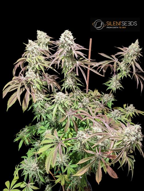 Pink Sunset #2 - Silent Seeds - Organic. Week 13