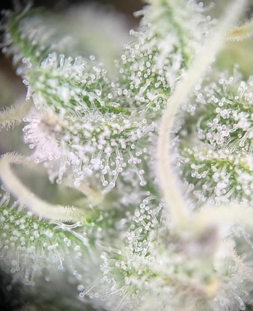 Pink Sunset #2 - Silent Seeds - Organic. Week 13