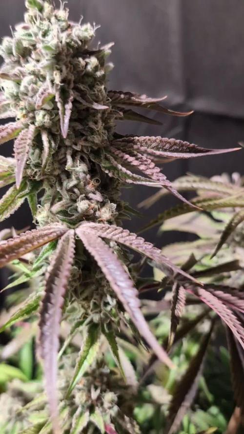 Pink Sunset #2 - Silent Seeds - Organic