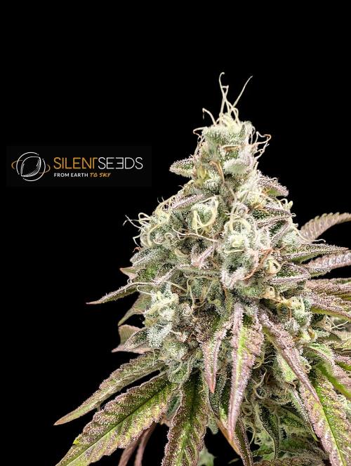 Pink Sunset #2 - Silent Seeds - Organic. Week 13