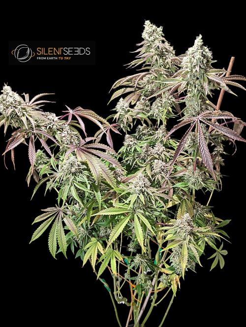 Pink Sunset #2 - Silent Seeds - Organic. Week 13