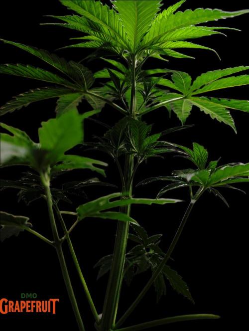DMO Grapefruit #1 - Good Times Genetics. Week 4