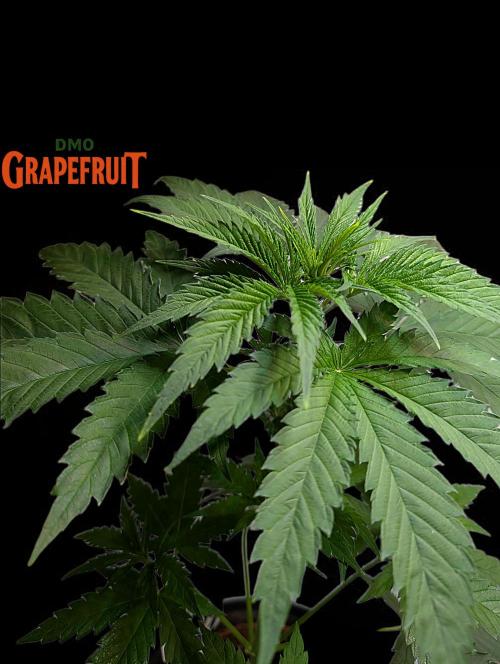 DMO Grapefruit #1 - Good Times Genetics. Week 4