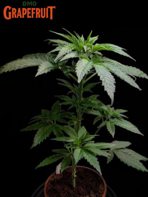 DMO Grapefruit #1 - Good Times Genetics. Week 4