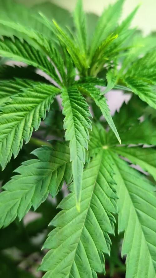 DMO Grapefruit #1 - Good Times Genetics