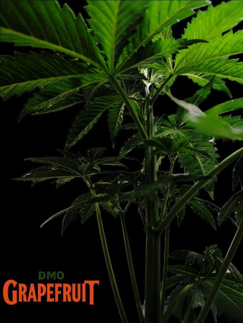 DMO Grapefruit #2 - Good Times Genetics. Week 4