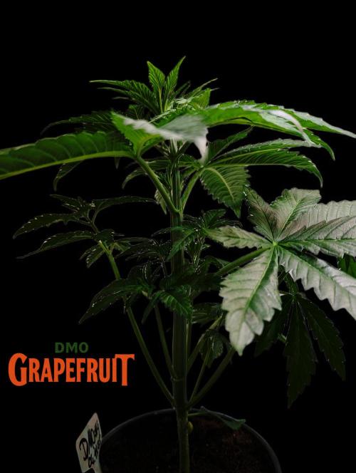 DMO Grapefruit #2 - Good Times Genetics. Week 4