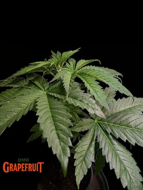 DMO Grapefruit #2 - Good Times Genetics. Week 4