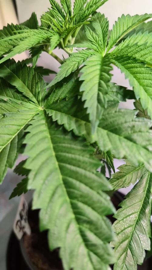 DMO Grapefruit #2 - Good Times Genetics