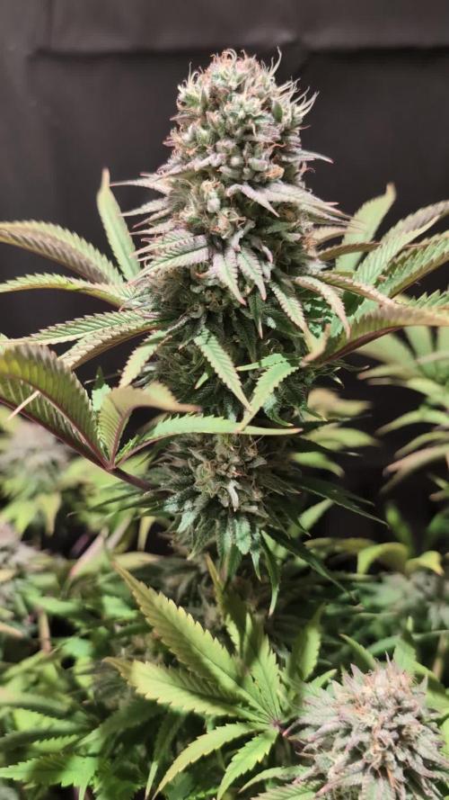 GG#4 Regular - Expert Seeds