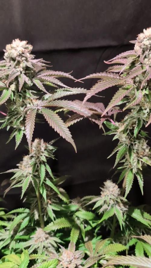 Peach Frosting - Paradise Seeds -Organic
