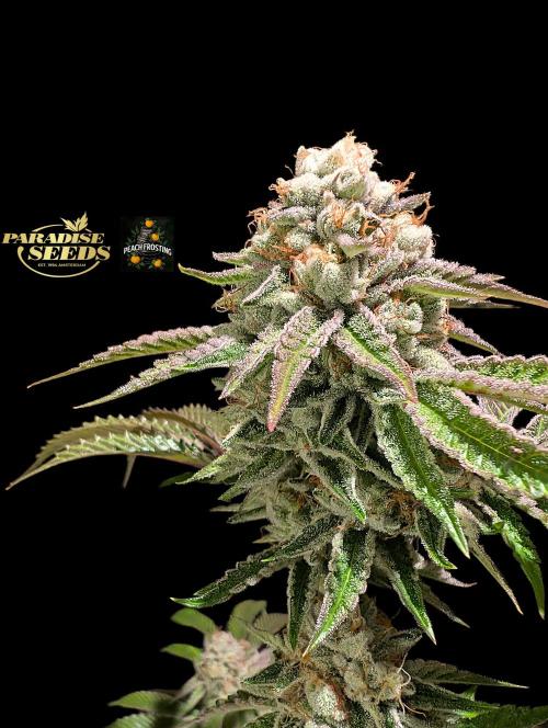 Peach Frosting - Paradise Seeds -Organic. Week 13