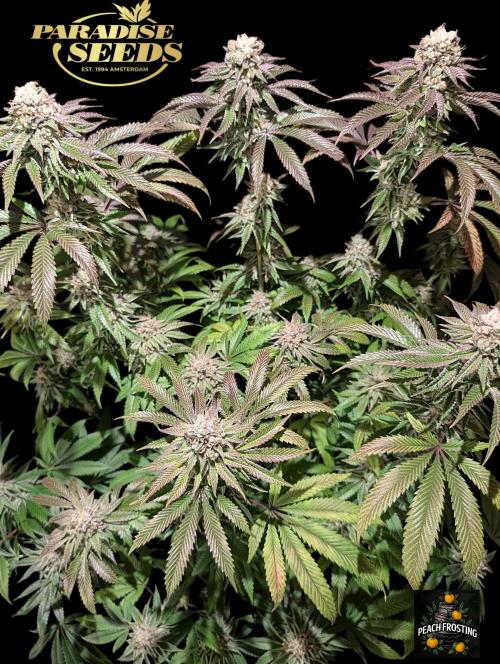 Peach Frosting - Paradise Seeds -Organic. Week 13